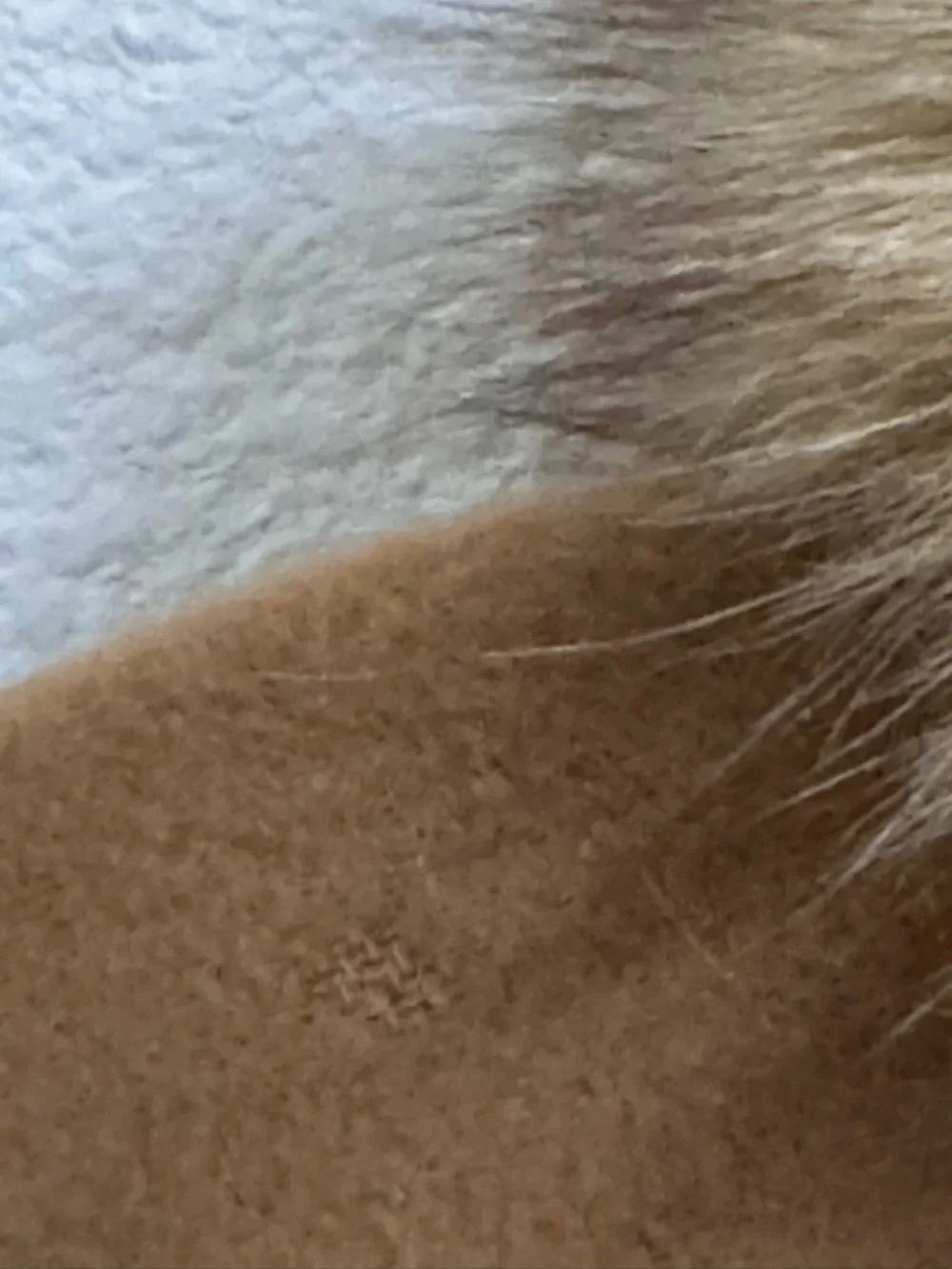 Lux Cashmere Fox Fur Trimmed Wrap Cape in Neutral Camel Italian Made FLAWS - Picture 10 of 10